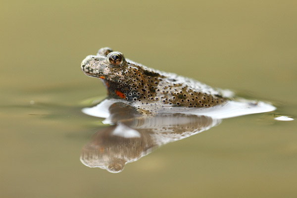 Bombina bombina - Fire-bellied toad