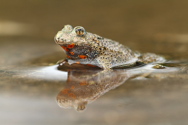 Bombina bombina - Fire-bellied toad