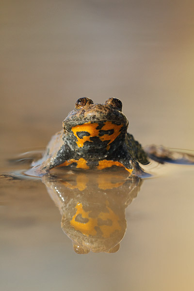 Bombina variegata - Yellow-bellied Toad