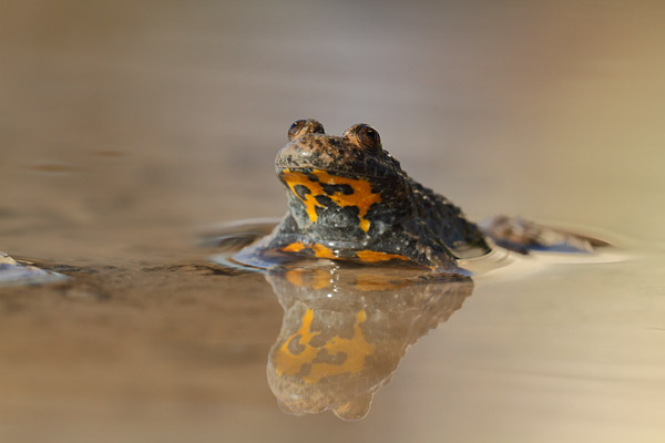 Bombina variegata - Yellow-bellied Toad