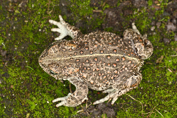 Bufo calamita - Natterjack