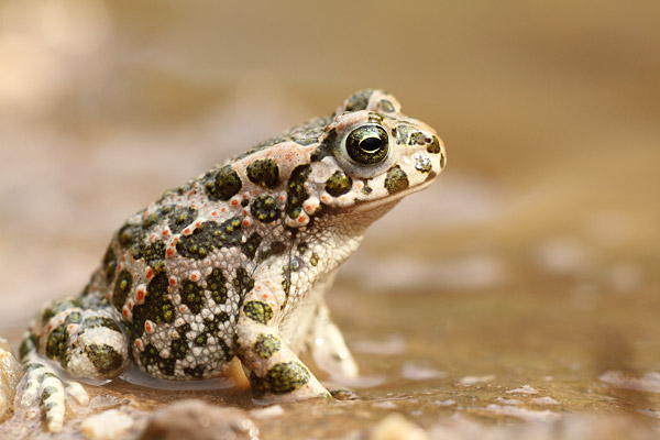 Bufo viridis - Green Toad