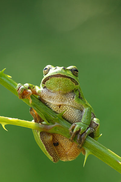 Hyla arborea - Common Tree Frog