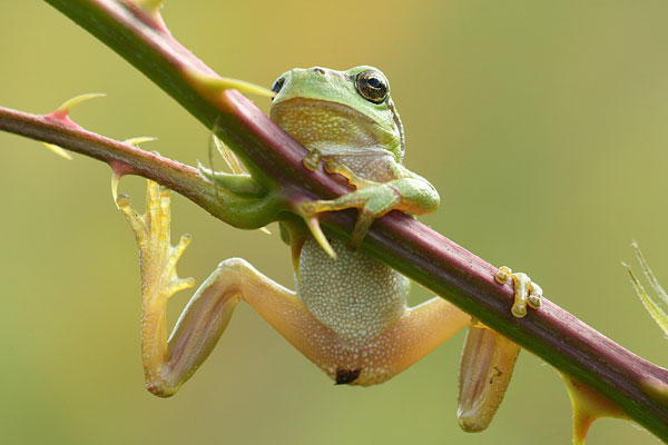 Hyla arborea - Common Tree Frog