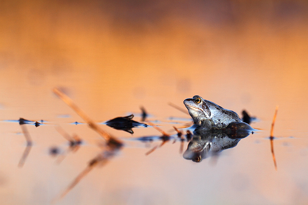 Rana arvalis - Moor Frog