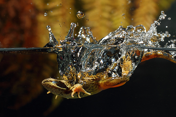 Jumping Common Frog - Rana temporaria