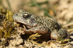 Alytes obstetricans - Midwife toad