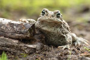 Bufo calamita - Natterjack