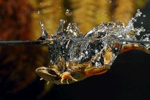 Rana temporaria - Common Frog