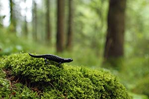 Salamandra atra - Alpine Salamander