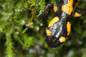 Salamandra salamandra - Fire Salamander
