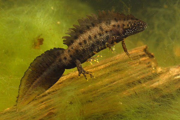 Triturus cristatus - Northern Crested Newt