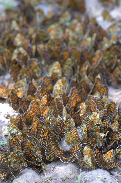 Huge group of Melitaea athalia - Heath Fritillary