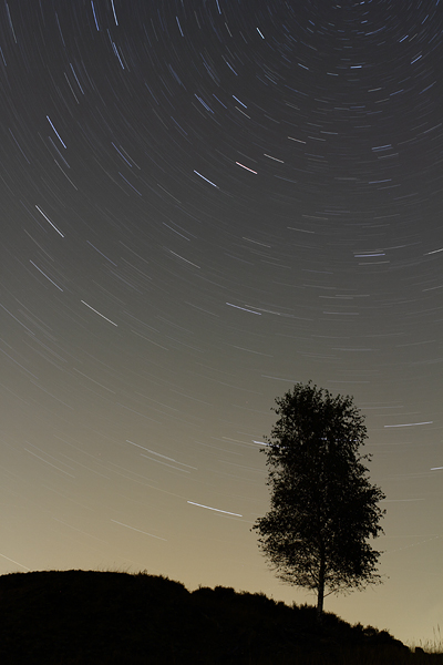 Startrails and tree