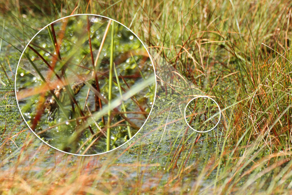 Worst photo ever of the Aeshna subarctica - Bog Hawker