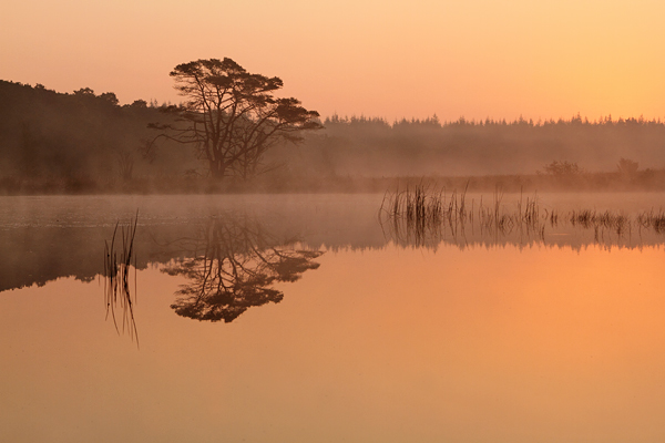 Beautifull morning at the kootwijkerveen