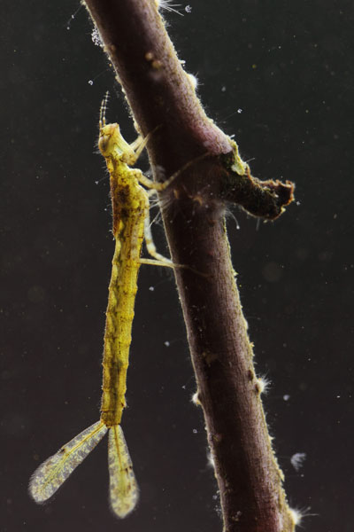Larvae of the Erythromma najas - Large Redeye