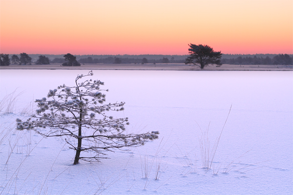 Snow landscape at Radio kootwijk