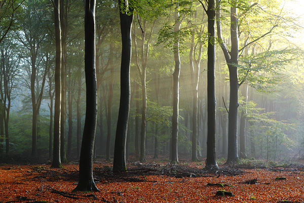 The Speulderbos in the fall