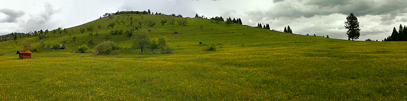 Habitat Colias myrmidone - Danube Clouded Yellow