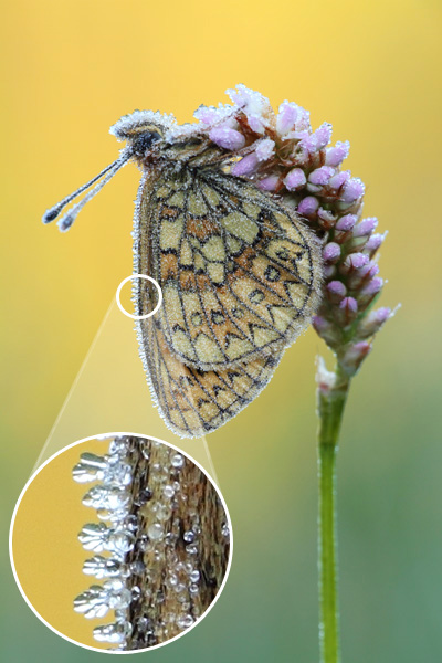 Boloria eunomia - Bog Fritillary with frost