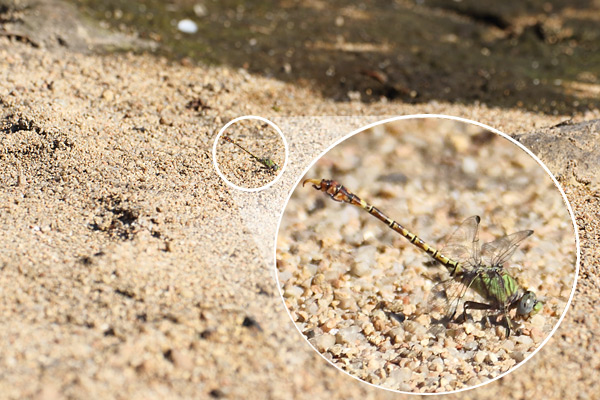 Common Hooktail - Paragomphus genei