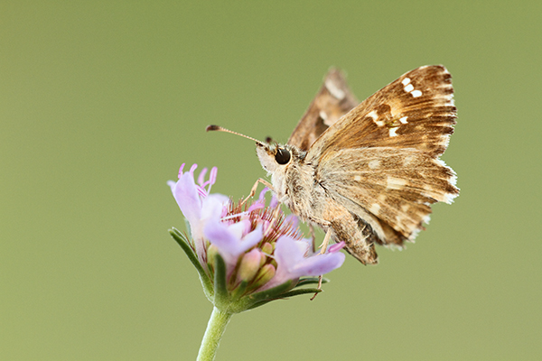 Carcharodus baeticus - Southern Marbled Skipper