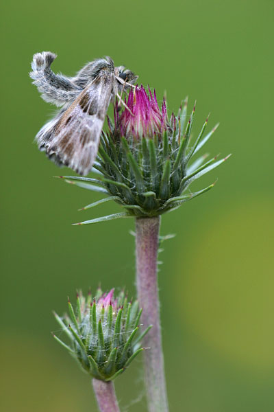 Carcharodus flocciferus - Tufted Marbled Skipper