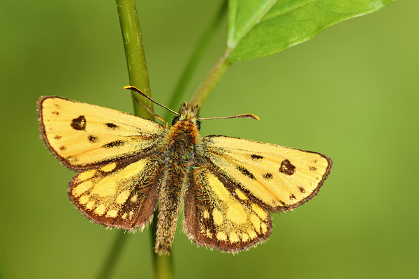Carterocephalus silvicola - Northern Checquered Skipper