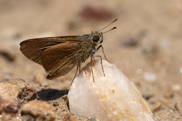 Gegenes nostrodamus - Mediterranean Skipper