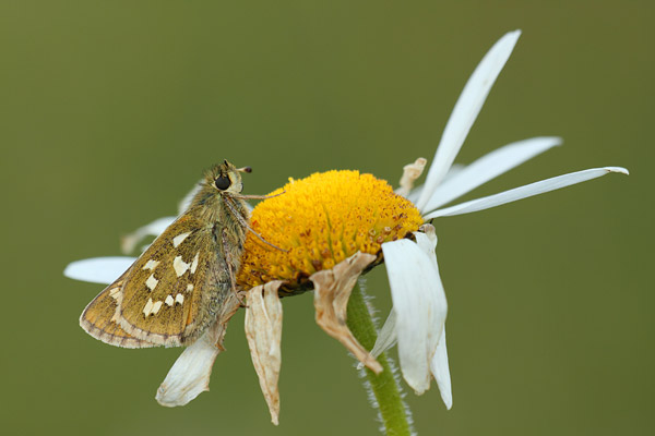 Hesperia comma - Silver Spotted Skipper