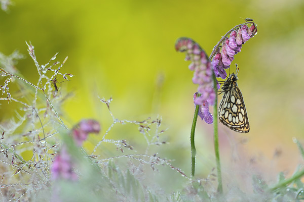 Heteropterus morpheus - Large Chequered Skipper