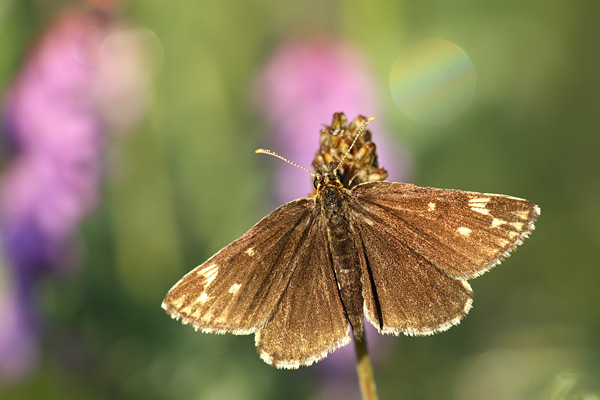 Heteropterus morpheus - Large Chequered Skipper