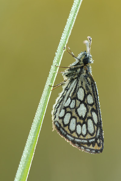 Heteropterus morpheus - Large Chequered Skipper