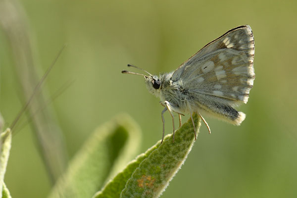 Muschampia tessellum - Tessellated Skipper