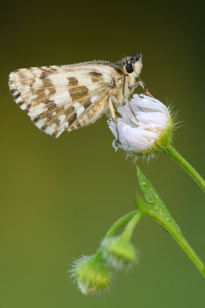 Pyrgus alveus - Large Grizzled Skipper