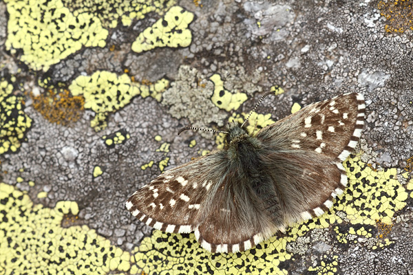 Pyrgus andromedae - Alpine Grizzled Skipper