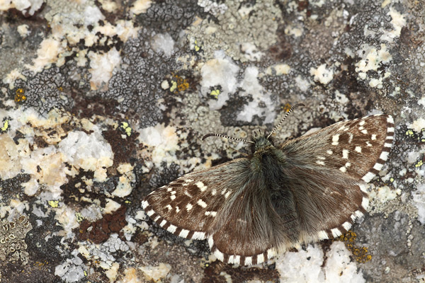 Pyrgus andromedae - Alpine Grizzled Skipper