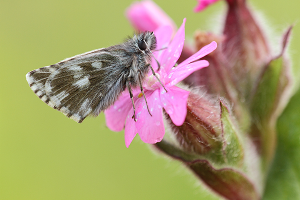 Pyrgus cacaliae - Dusky Grizzled Skipper
