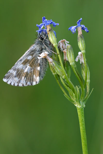Pyrgus cacaliae - Dusky Grizzled Skipper
