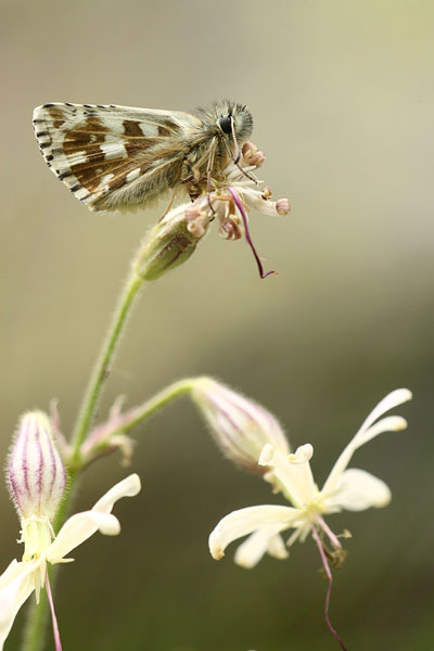 Pyrgus carlinae - Carline Skipper