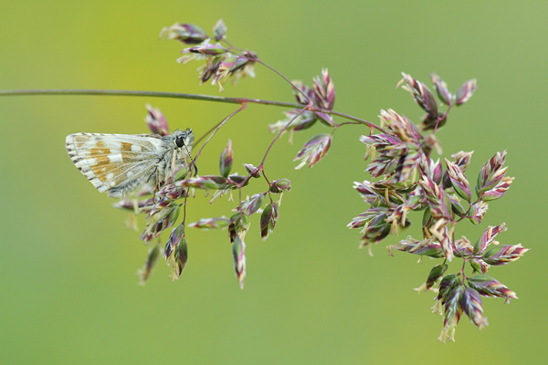 Pyrgus carlinae - Carline Skipper