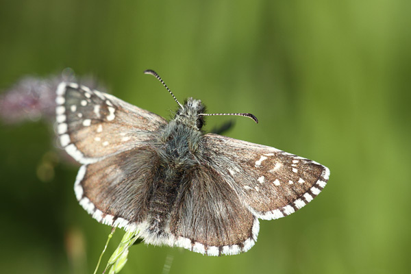 Pyrgus carlinae - Carline Skipper