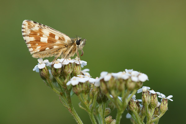 Pyrgus carlinae - Carline Skipper