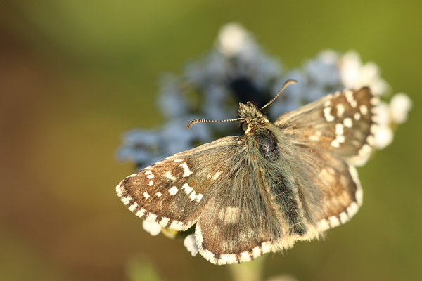 Pyrgus carlinae - Carline Skipper