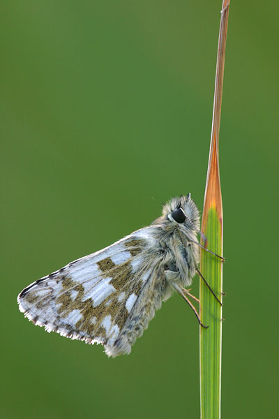 Pyrgus foulquieri - Foulquier's Grizzled Skipper