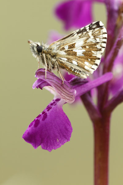 Pyrgus malvae - Grizzled Skipper