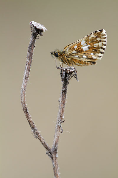 Pyrgus malvae - Grizzled Skipper