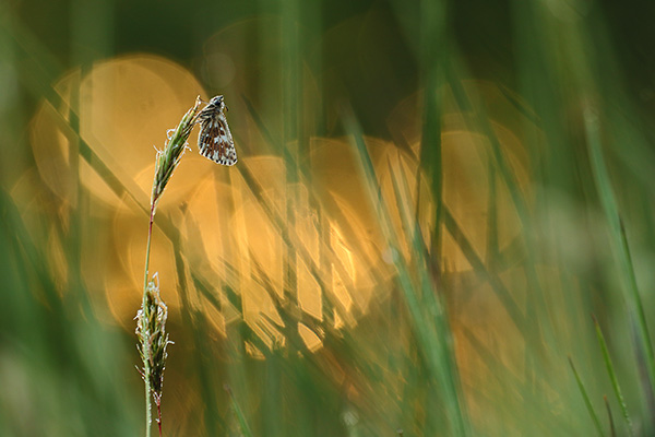 Pyrgus malvae - Grizzled Skipper