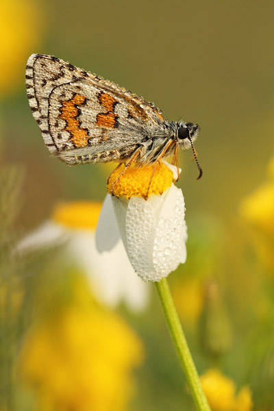 Pyrgus sidae - Yellow Banded Skipper